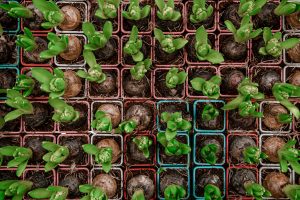 Bright background with lots of Hyacinth flower texture . Concept abstract background with natural vegetation, flowers, bulbs.