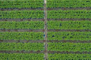 top-view-vibrant-green-yard-parallel-lines